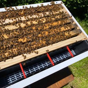 Beehive Frame Feeder - Full Depth - Beekeeping Supplies - Live Slow - Bee Kind - Waggle & Forage - Kyneton - Australia